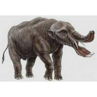 Platybelodon