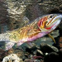 Westslope Cutthroat Trout