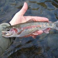 Rainbow Trout