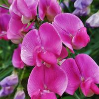 Sweet Pea (Lathyrus odoratus)