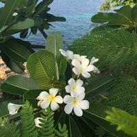 Plumeria
