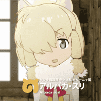 Suri Alpaca