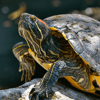 Red eared slider (Aquatic Turtles)