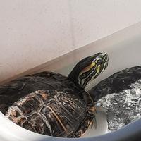 Yellow-bellied slider (Aquatic Turtle)