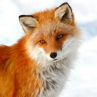 ezo red fox(animal)