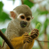 Squirrel Monkey