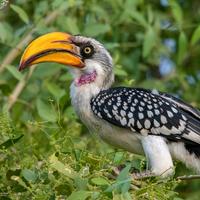 Hornbill