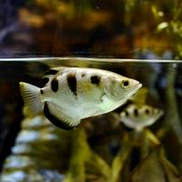 Archerfish