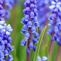 Grape Hyacinth (Muscari)