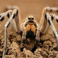 Wolf spider