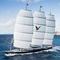 Maltese Falcon