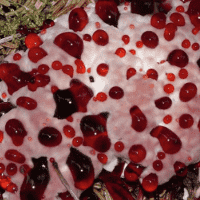 Bleeding Tooth Fungus