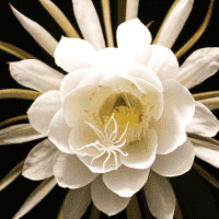 Queen of the Night