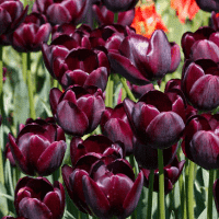 Queen of the NIght Tulip