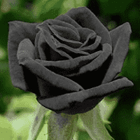 Black Rose