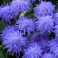 Flossflower