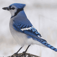 Blue Jay