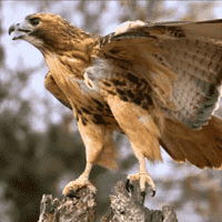 Red-Tailed Hawk