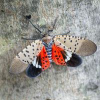 Spotted Lanternfly