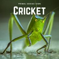 Cricket (Primal Astrology)