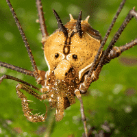 Harvestmen