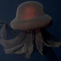 Giant Phantom Jelly (Stygiomedusa gigantea)