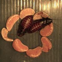 Madagascar Hissing Cockroach