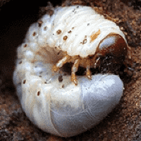 Grub