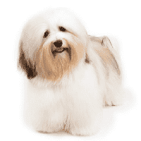 Havanese