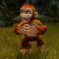 Ape