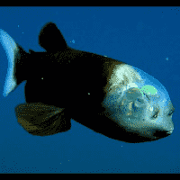 Pacific Barreleye Fish