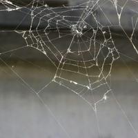 Cobwebs