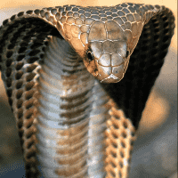 King Cobra