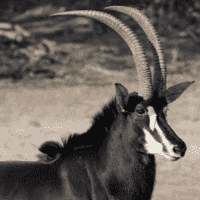 Sable antelope