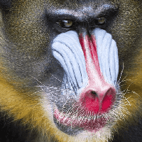 Mandrill