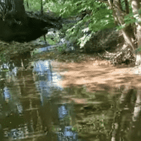 The Gibson Creek