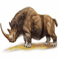 Woolly Rhinoceros