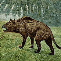 Hyaenodon