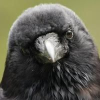 Snuggly the Crow