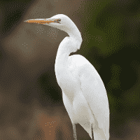 Egret