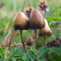 Psilocybin (Shrooms)