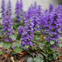 Ajuga (Bugleweed)