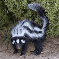 Zorilla