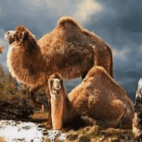 Yukon Giant Camel