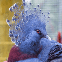 Victoria Crowned Pigeon