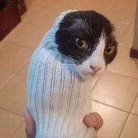 Sockcat43