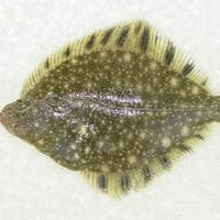 gangdoda-li(Starry flounder)