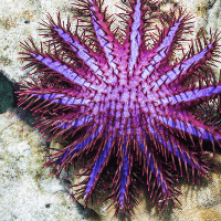Crown-of-thorns starfish