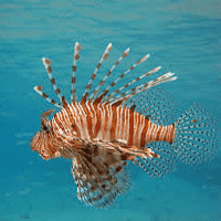 Lionfish