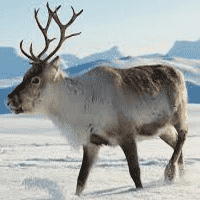 Reindeer